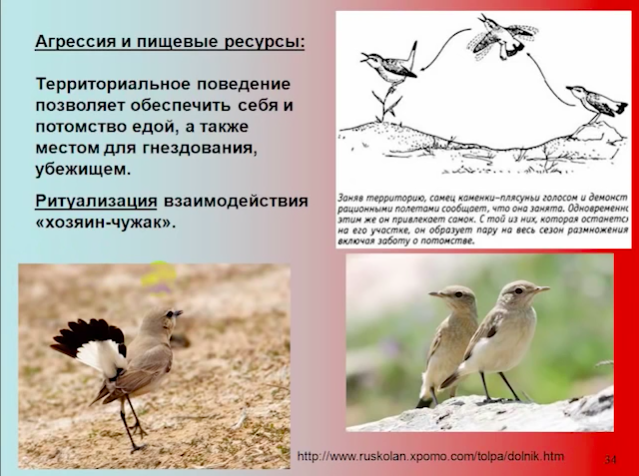 Демонстрационное поведение птиц. Территориальное поведение животных. Поведение птиц при гнездовании.