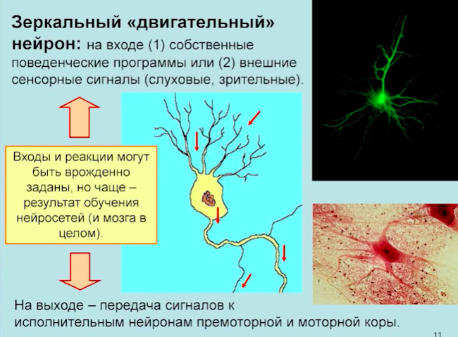 Осуществляет связь между нейронами какой нейрон. Зеркальные Нейроны. Функции зеркальных нейронов. Теория зеркальных нейронов. Зеркальные Нейроны человека.