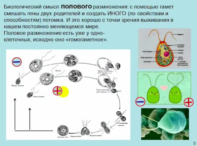 Вы точно человек?